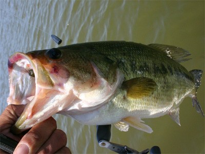 プロショップオオツカ・バスフィッシング用品専門サイト ブログ写真 2009/05/16